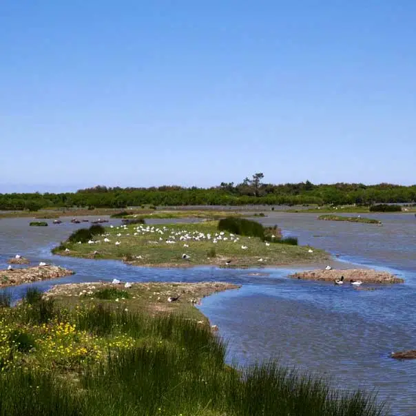 La Réserve ornithologique du Teich